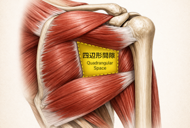四角形間隙　肩の痛み　腕のシビレ