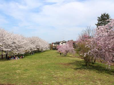 八王子のおすすめ 穴場 桜お花見スポット8選 とっしーの八王子探訪記 八王子の地域情報ポータルサイト はちなび