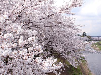 八王子のおすすめ 穴場 桜お花見スポット8選 とっしーの八王子探訪記 八王子の地域情報ポータルサイト はちなび