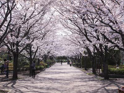 八王子のおすすめ 穴場 桜お花見スポット8選 とっしーの八王子探訪記 八王子の地域情報ポータルサイト はちなび