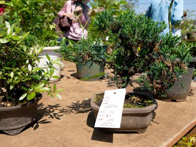 18年春のja植木市 八王子農家の即売会はお買得ズラリ タケモトの八王子ルポ 八王子の地域情報ポータルサイト はちなび