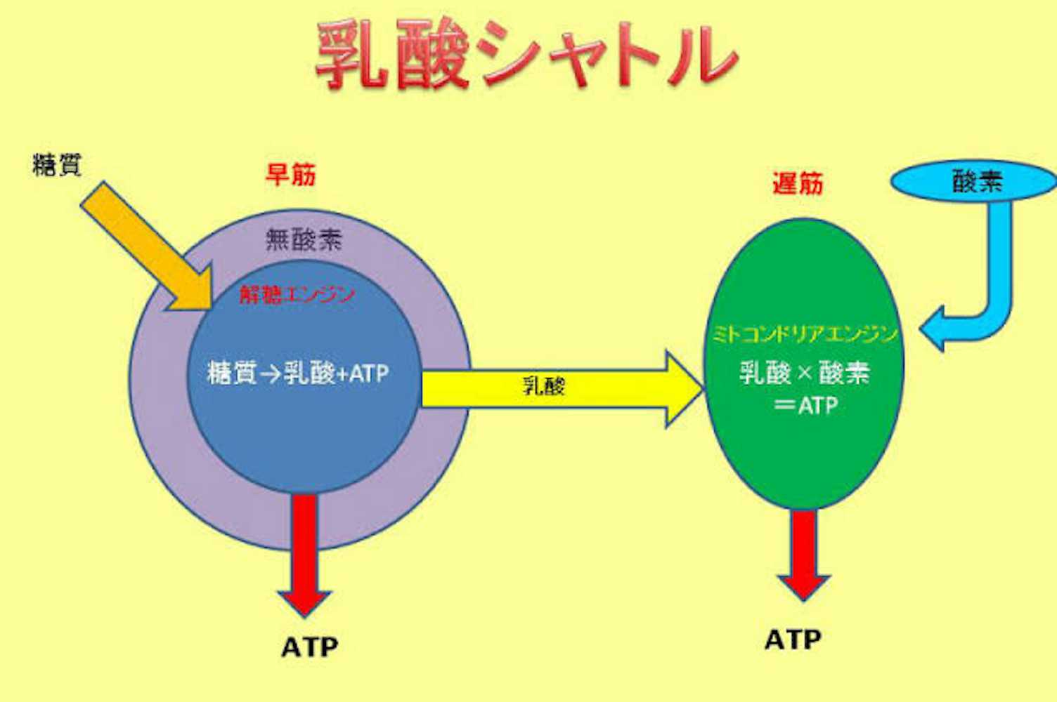 乳酸は疲労物質てはない｜【公式】ふじもり桜花整骨院のブログ - 八王子の地域情報ポータルサイト「はちなび」