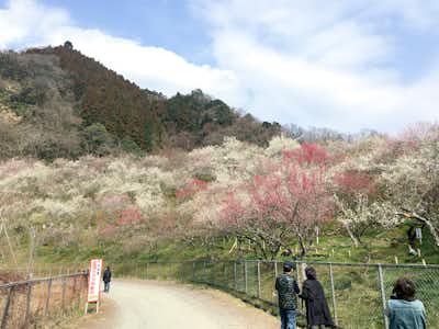 高尾梅郷・梅林の口コミ評価評判