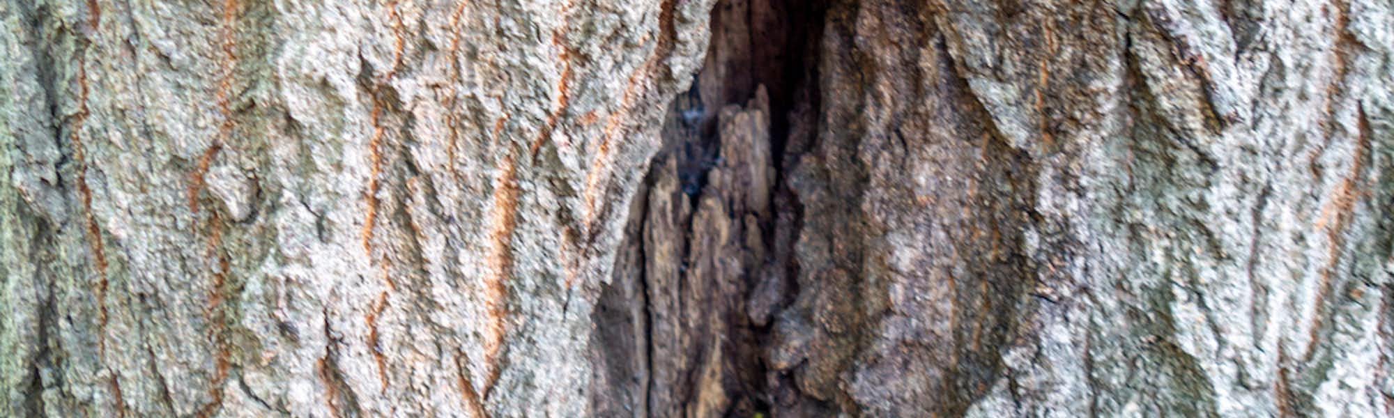 タケモトのトップローテション画像