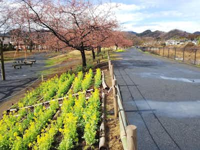 小田野中央公園の口コミ評価評判菜の花と河津桜（遊歩道）