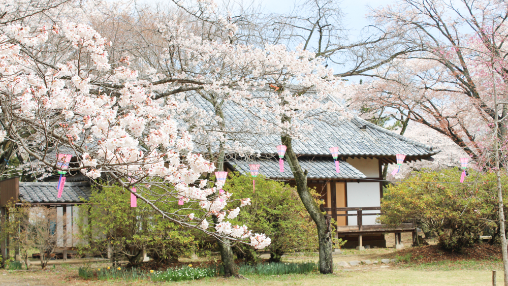 おもてなし八王子の歴史巡り滝山城跡