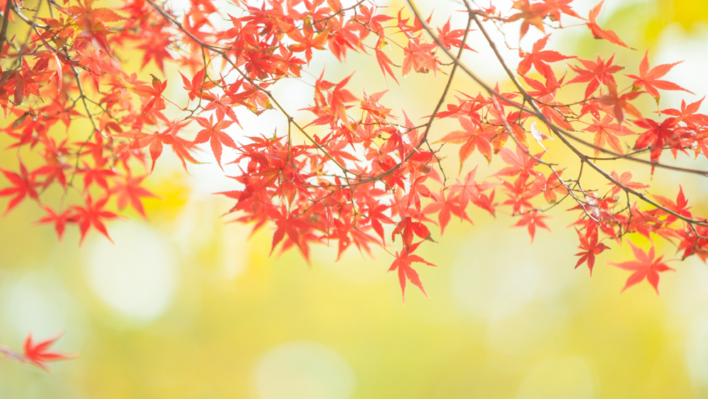 おもてなし日本とは日本の四季秋画像