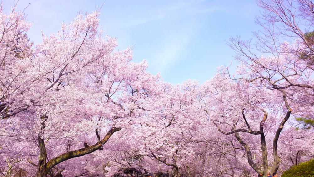 おもてなし日本とは日本の四季春画像