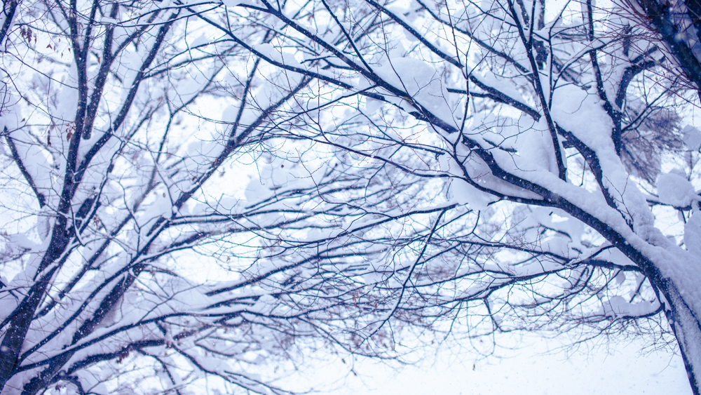 おもてなし日本とは日本の四季冬画像
