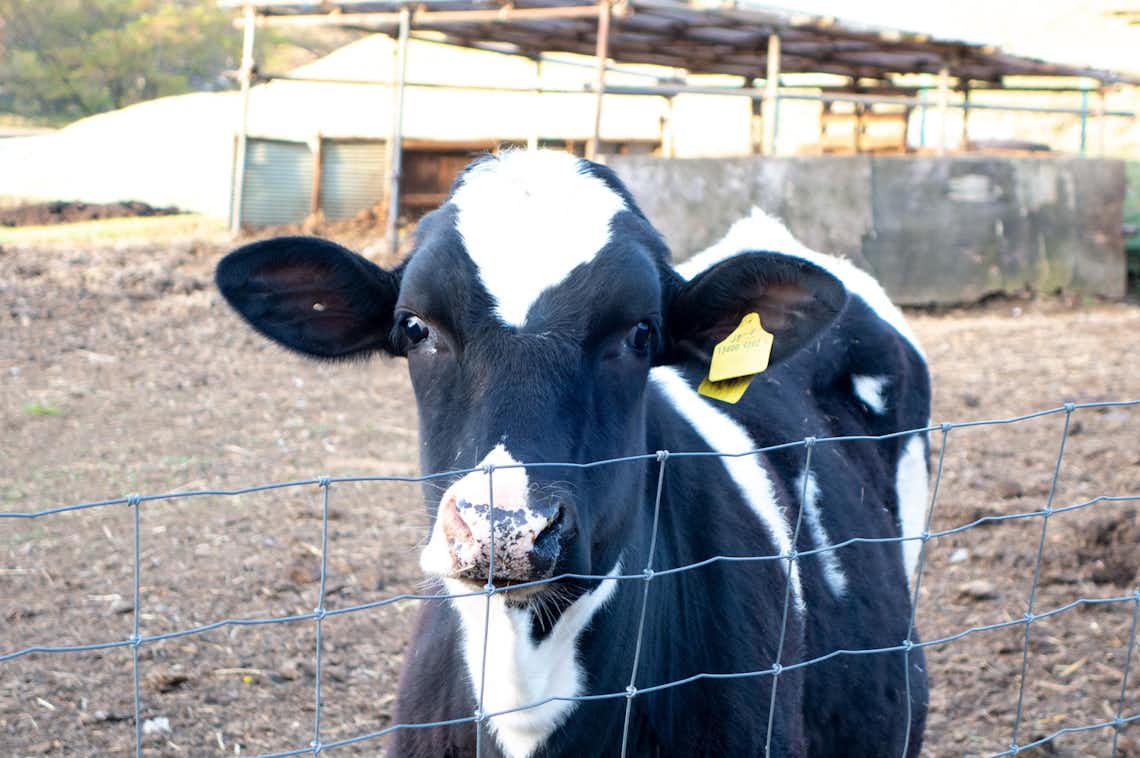 東京八王子で気軽に楽しむ！磯沼牧場の搾りたてミルク&デザート