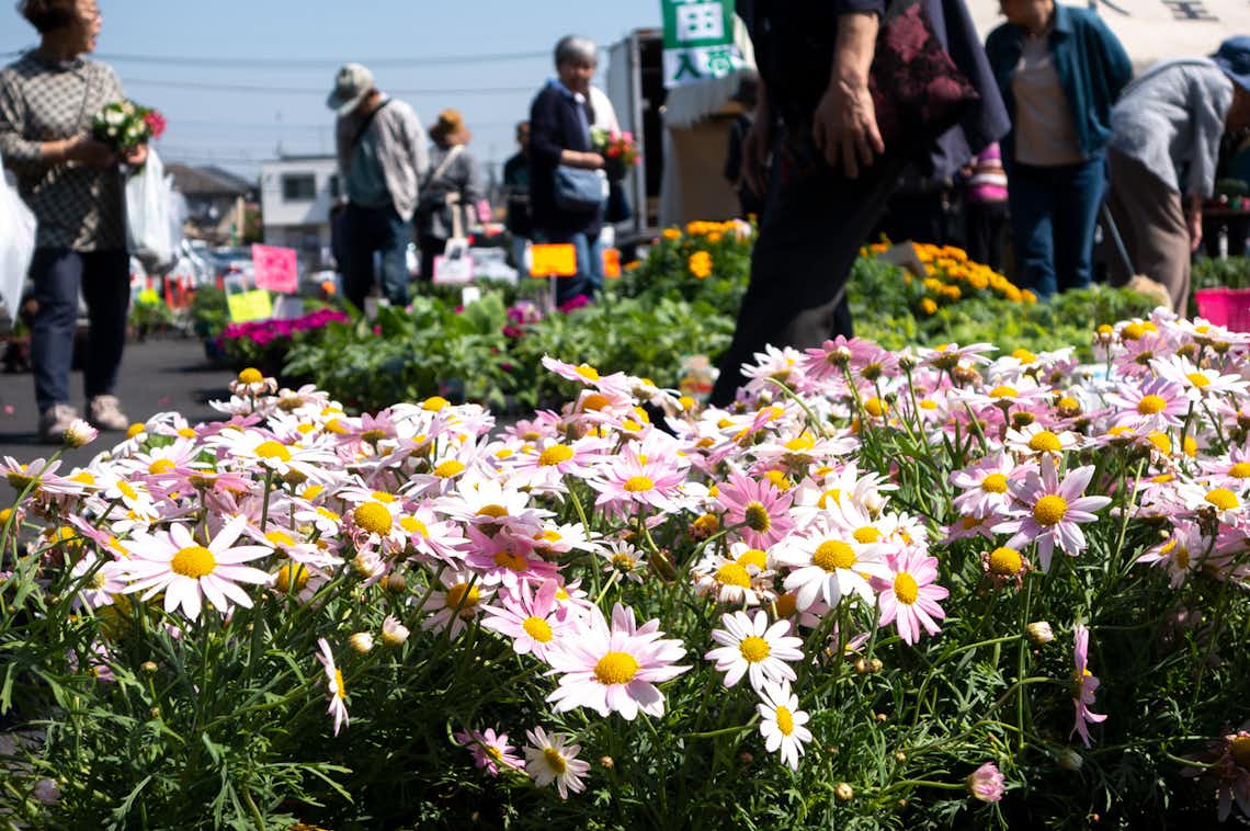 2018年春のJA植木市!八王子農家の即売会はお買得ズラリ 2018年春のJA植木市!八王子農家の即売会はお買得ズラリ
