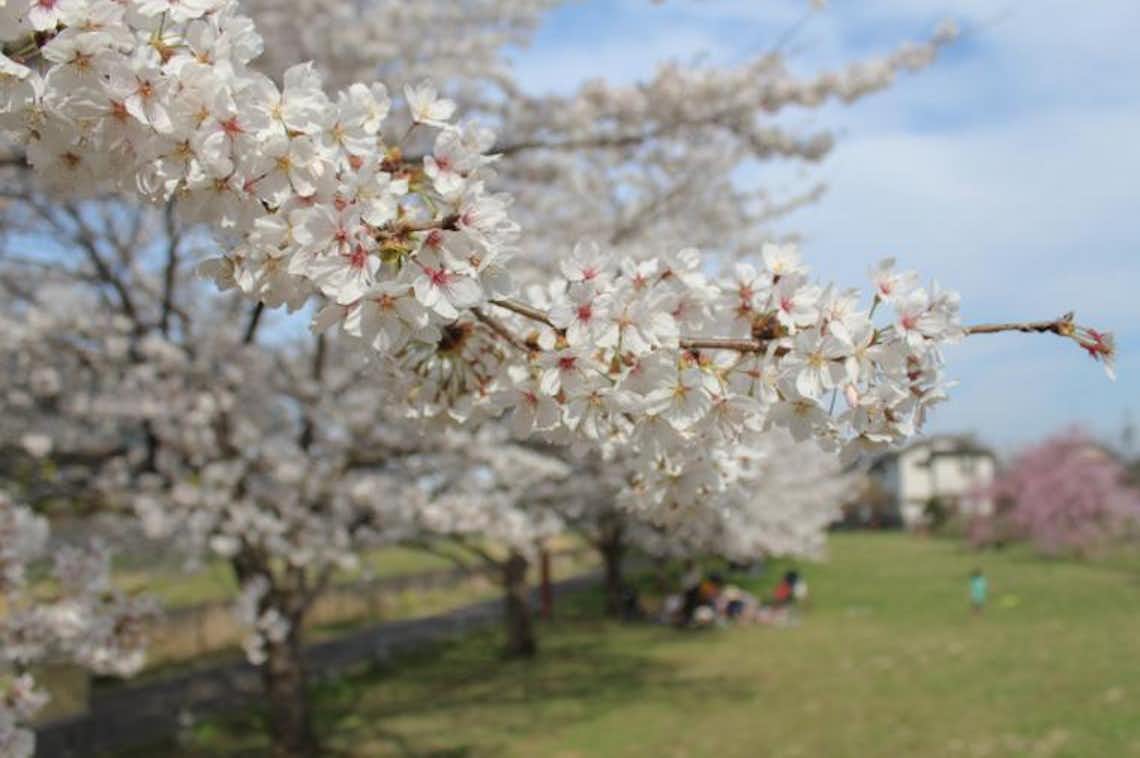 八王子市内のおススメお花見スポット紹介！ - 八王子の情報
