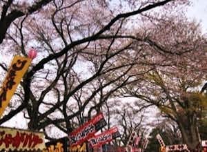 いよいよ、富士森公園の桜花見。八王子ふじもり桜花整骨院